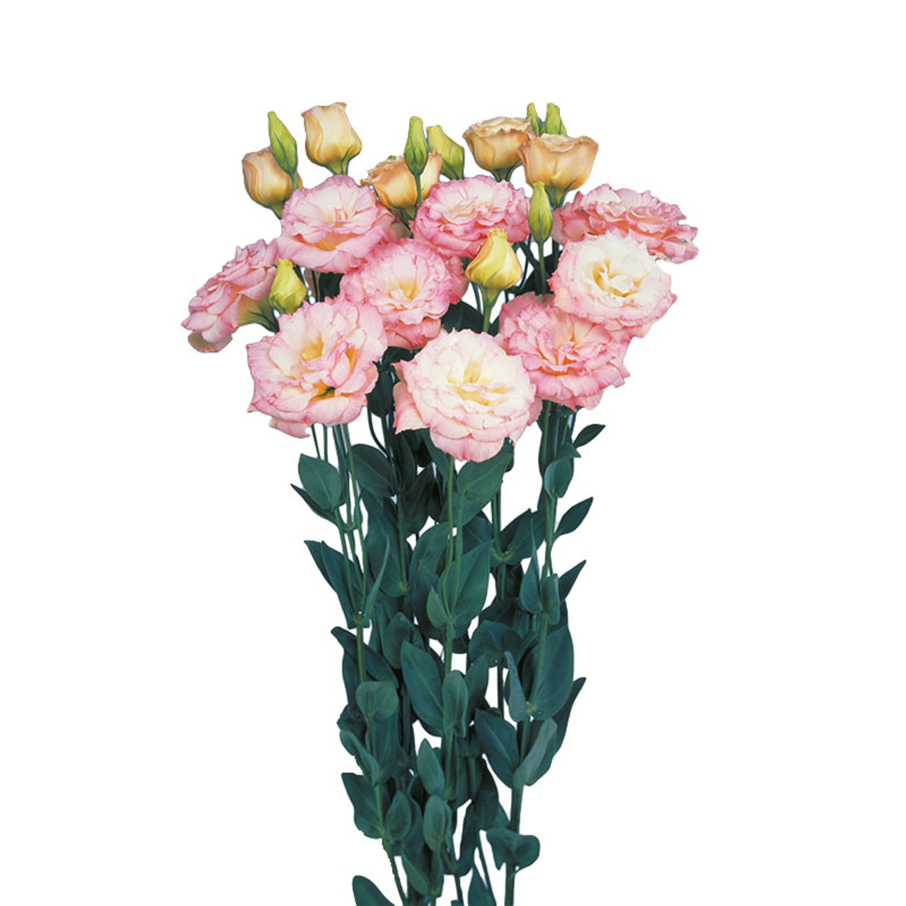 Lisianthus Echo 1 Champagne, Loukykvět