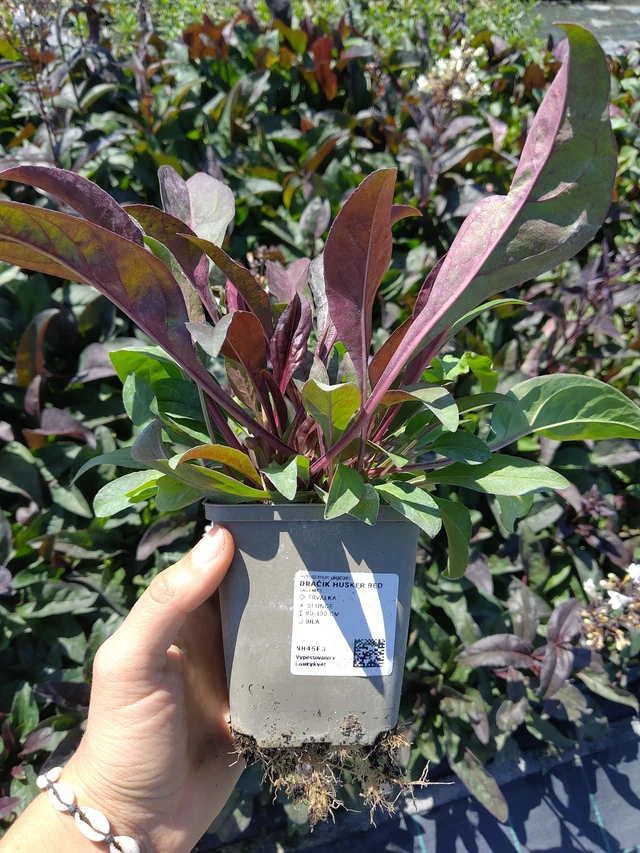 Penstemon Husker Red - 12. 8. 2026