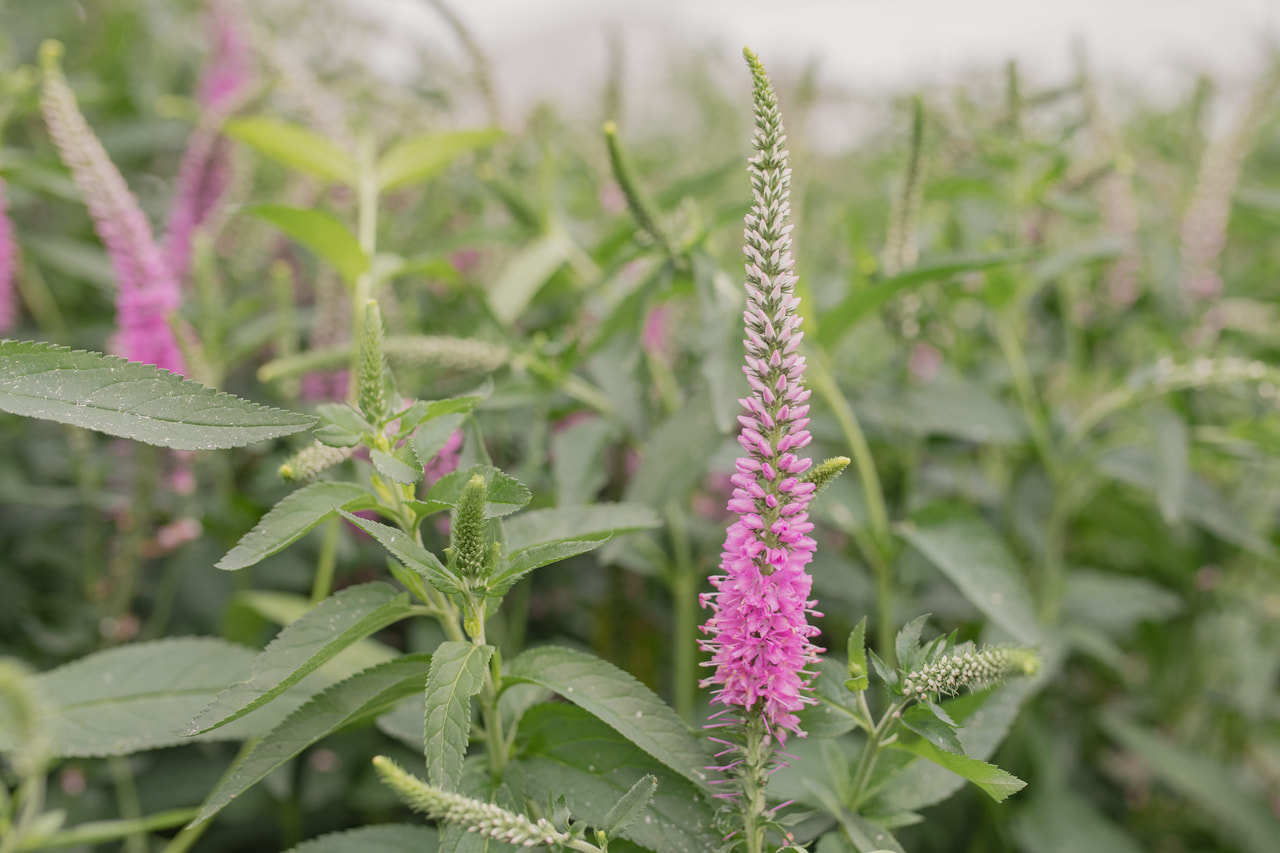 Tähkätädyke Skyler Pink, Loukykvět