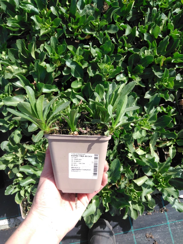 Härjasilm Becky - 2024