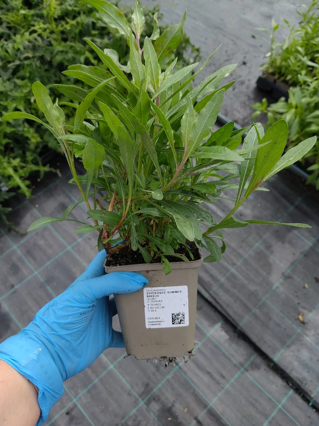 Kesäkynttilä Summer Breeze - 10. 9. 2025