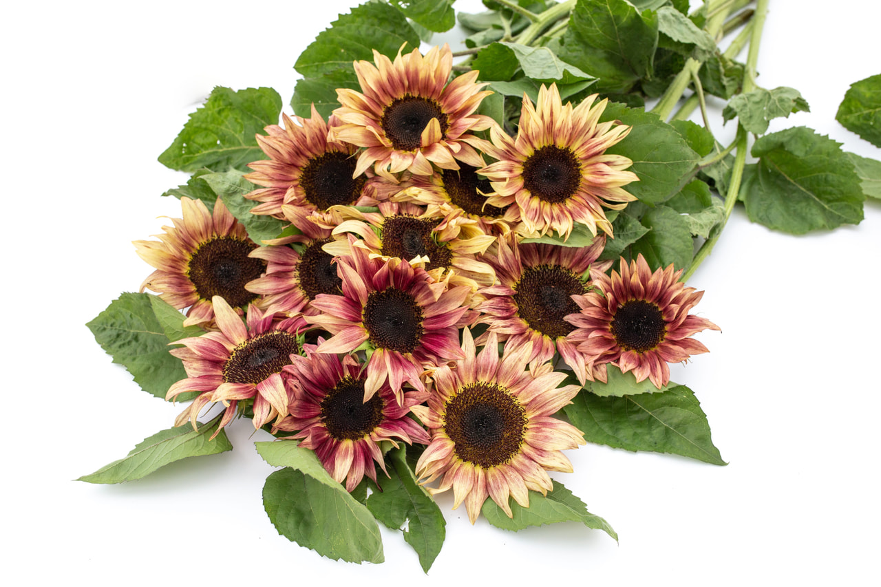 Auringonkukka ProCut Plum, Loukykvět