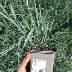 Palánta