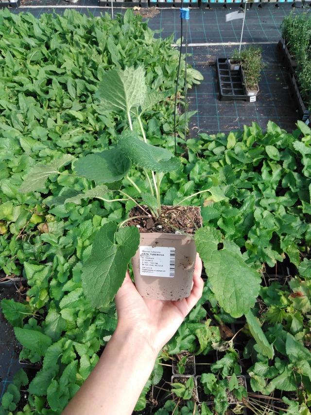 Paloyrtti Tuberosa - 2024