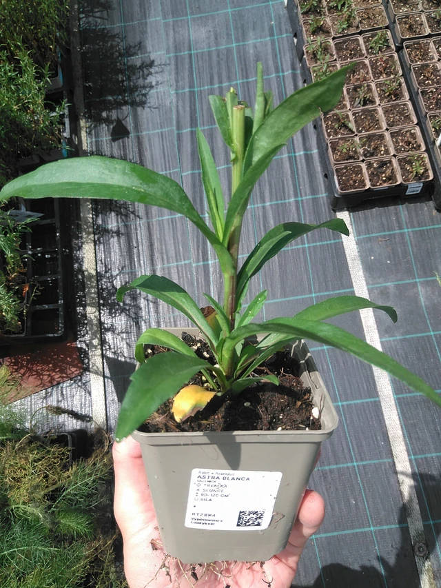 Asteri Blanca - 24. 6. 2025