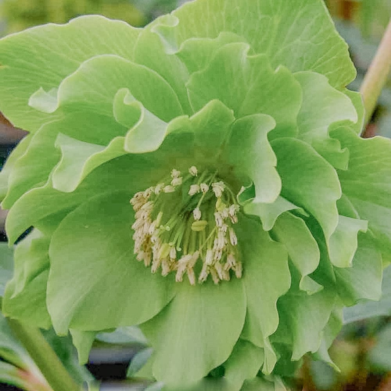 Jouluruusu Double Ellen Green, Loukykvět