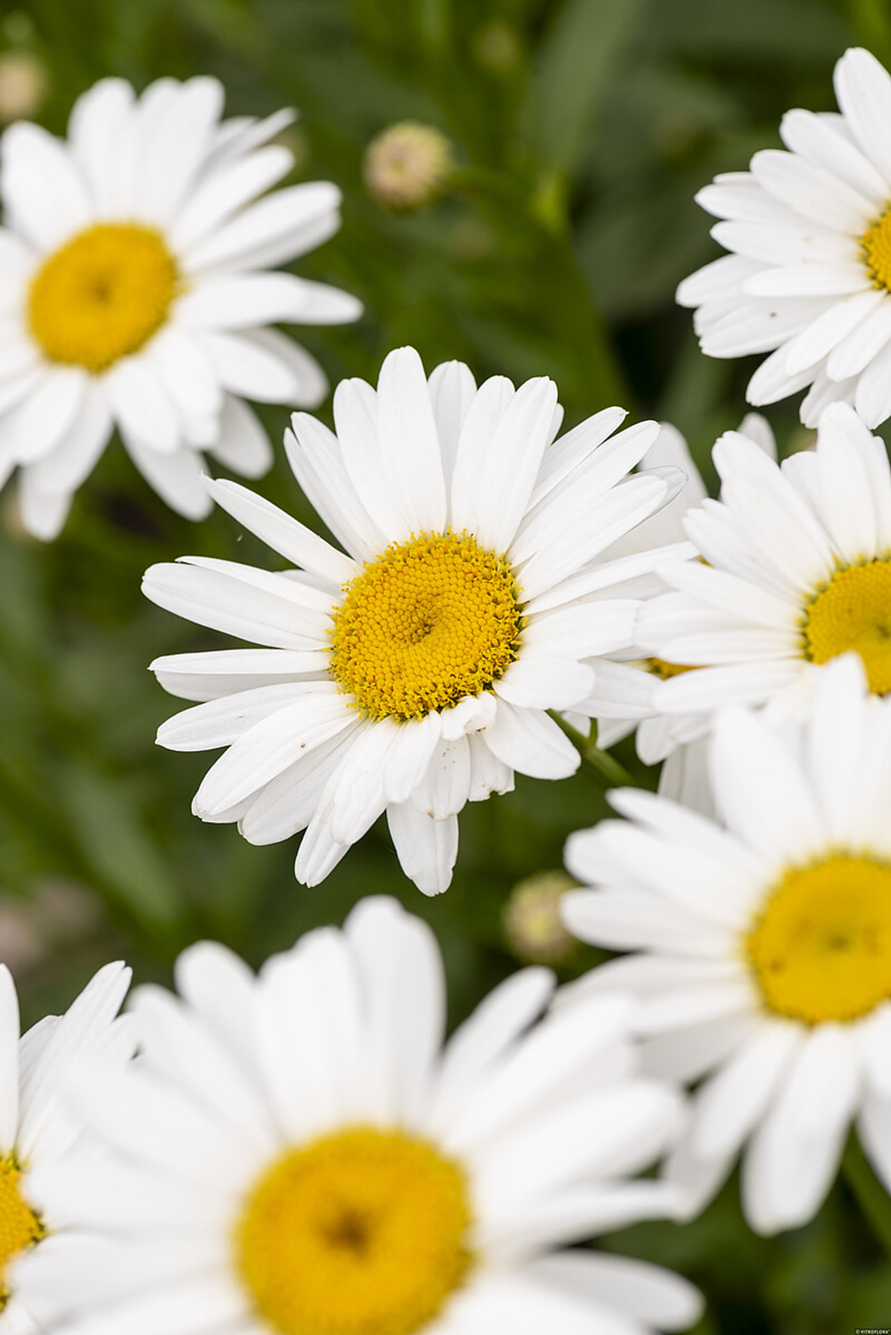 Härjasilm Becky, Loukykvět