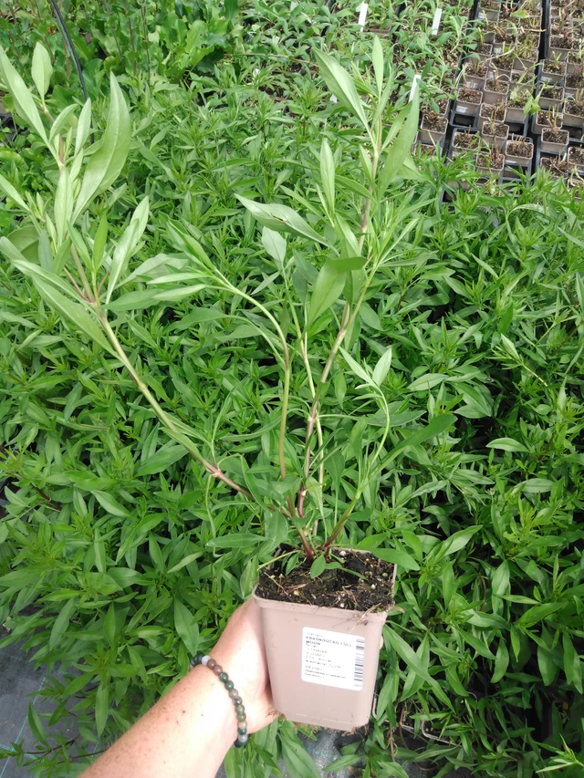 Coreopsis Full Moon - 2024