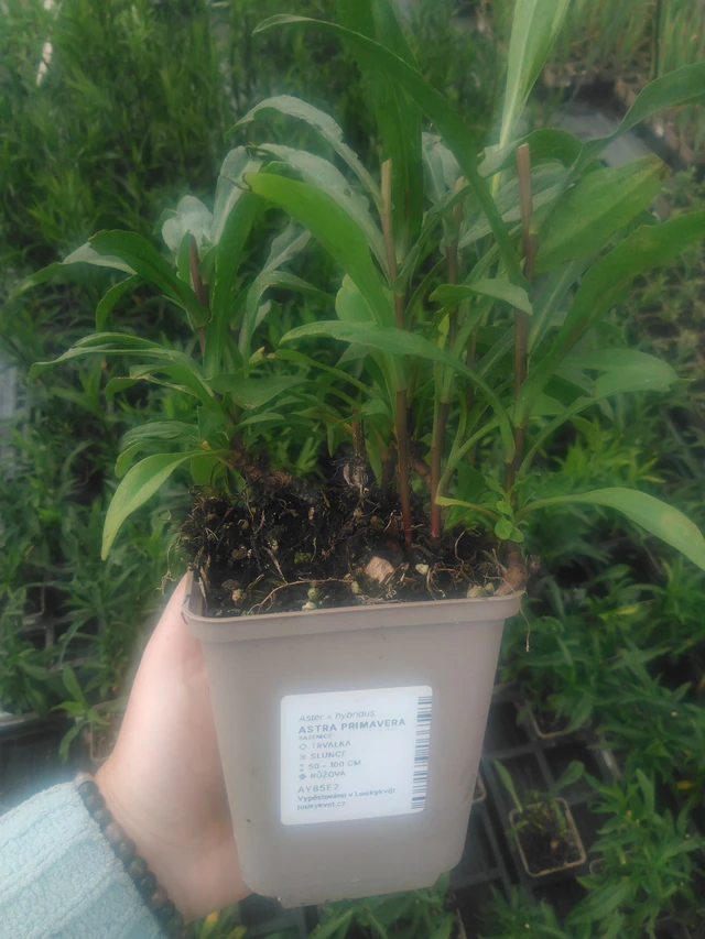 Asteri Primavera - 2024