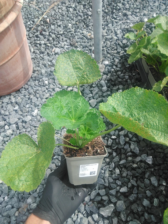 Malva real Chaters White - 10. 9. 2025