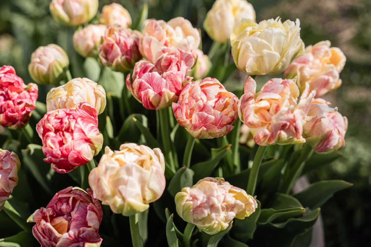 Tulipano Sprinkle Dip, Loukykvět