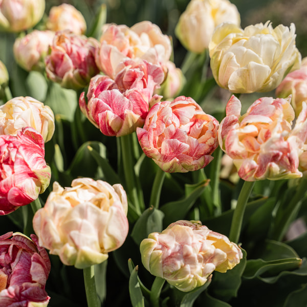 Tulipan Sprinkle Dip, Loukykvět