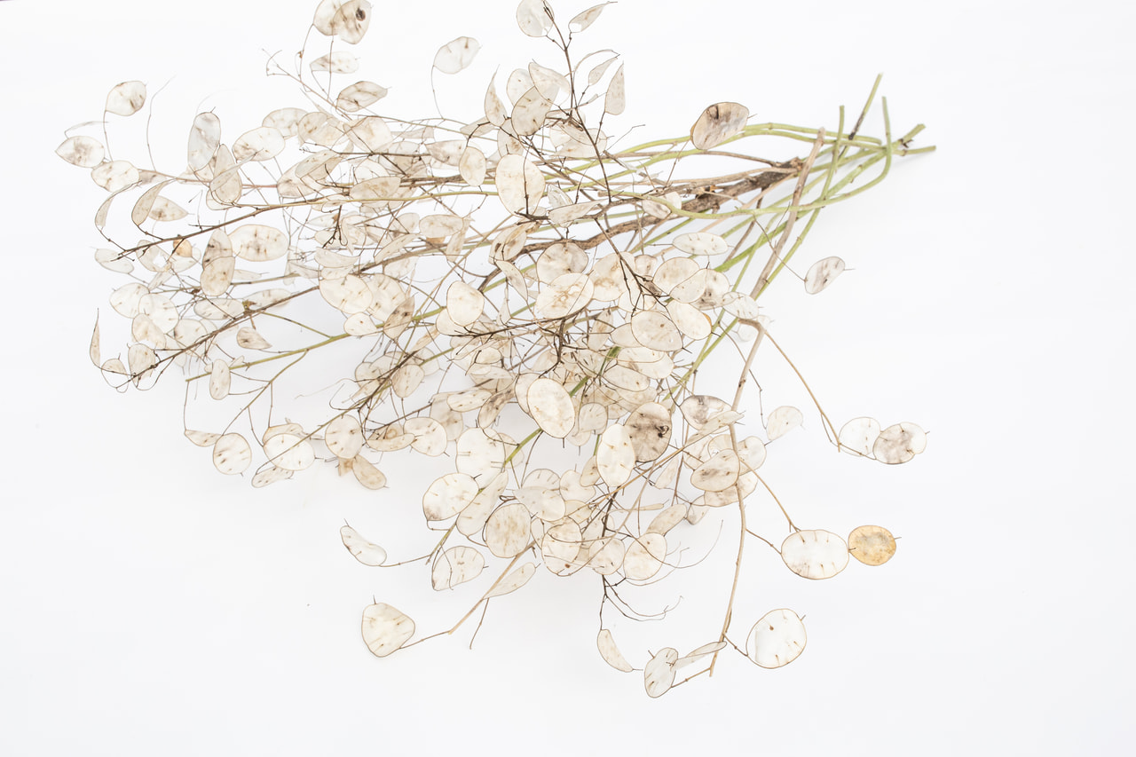 Honesty White, Loukykvět