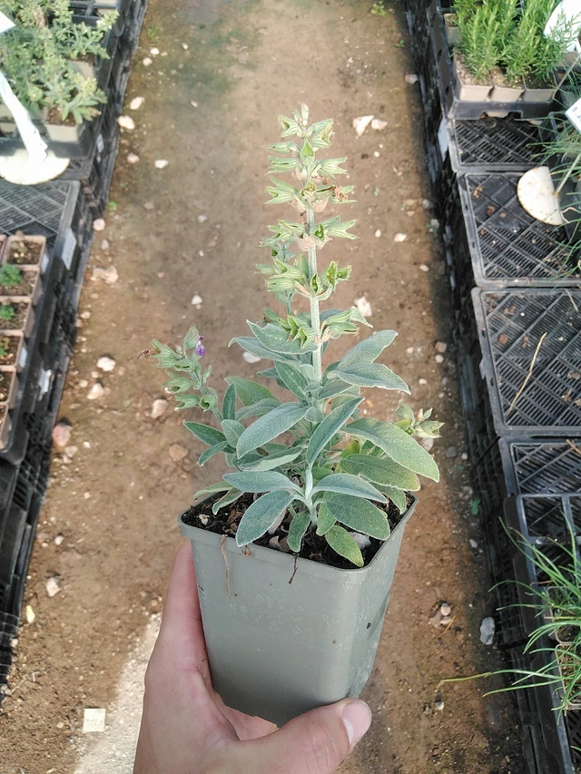 Salvia Nazareth - 1. 7. 2025