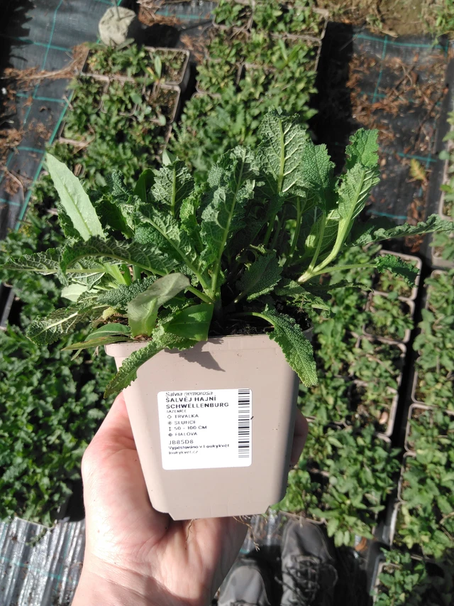 Lehtosalvia Schwellenburg - 2024