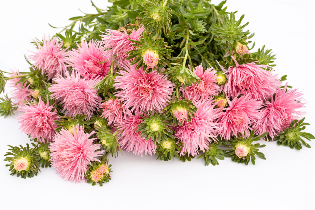 Kiinanasteri Valkyrie Elsa Rose, Loukykvět