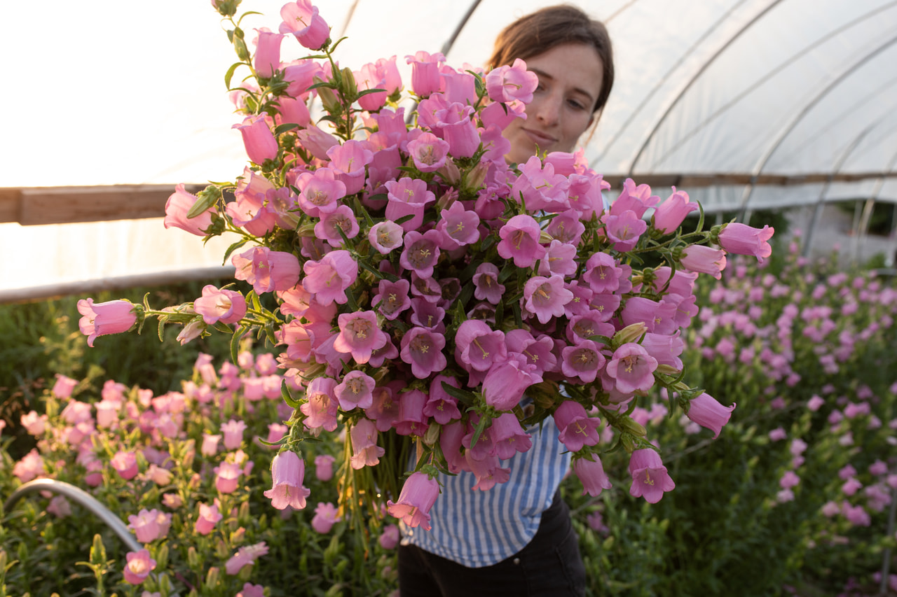 Klokjesbloem Champion Pink, Loukykvět