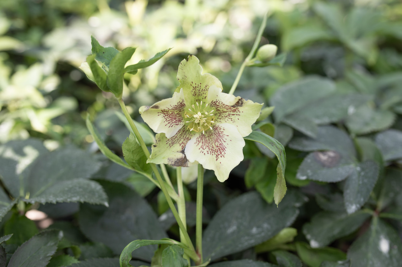 Jouluruusu Pretty Ellen White Spotted, Loukykvět