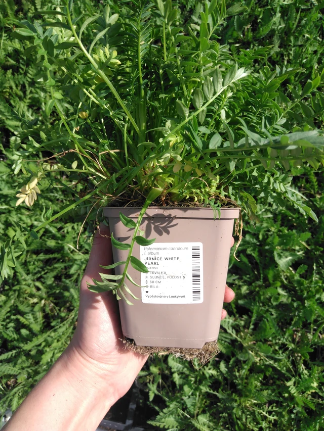 Sinilatva White Pearl - 2024