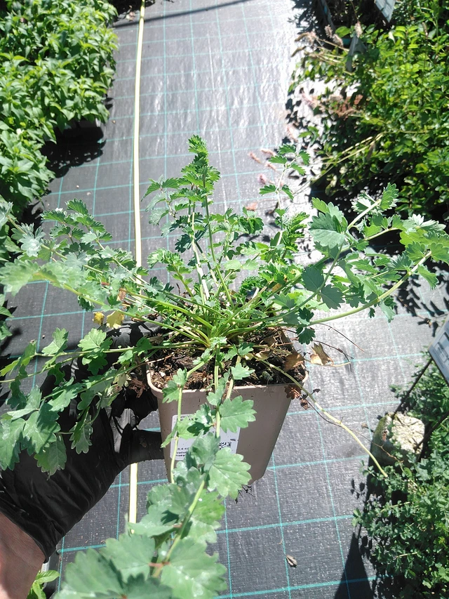 Pikkuluppio - 19. 8. 2025