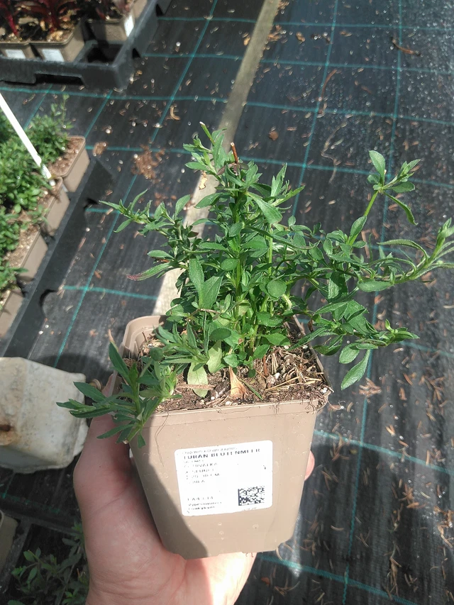 Erigeron Blütenmeer - 24. 6. 2025