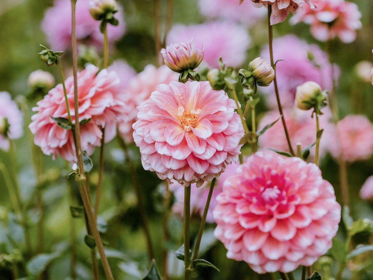 Dália Trustfull, Loukykvět