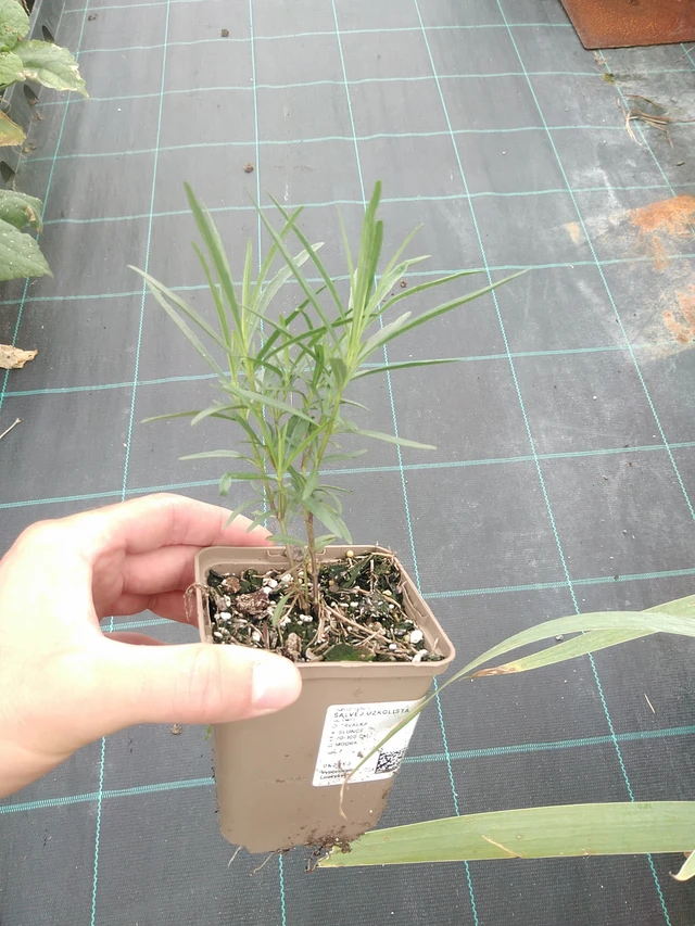 Salvia lavandulifolia - 21. 7. 2025