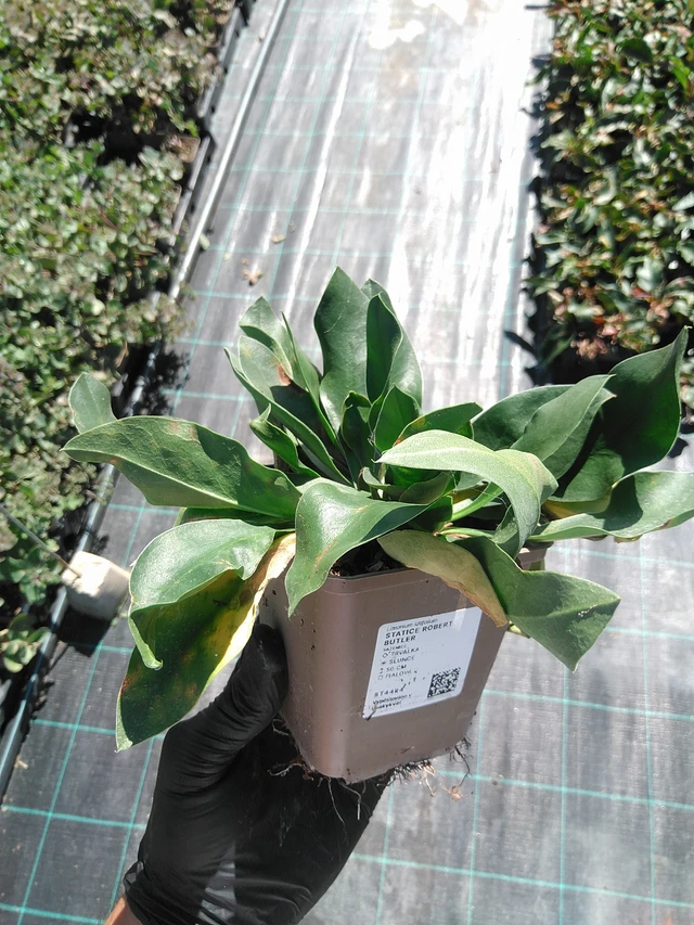 Estatice Robert Butler - 19. 8. 2025