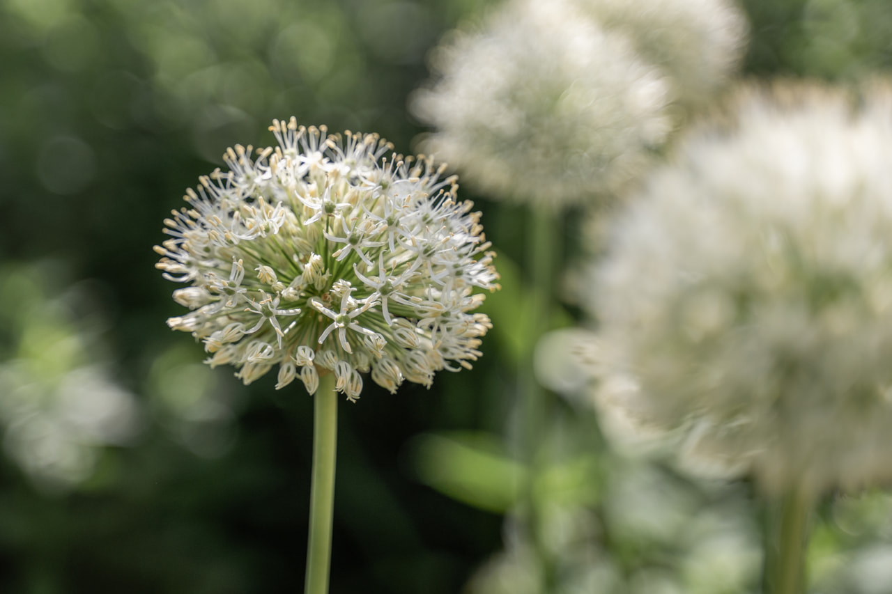 Allium stipitatum Mount Everest, Loukykvět