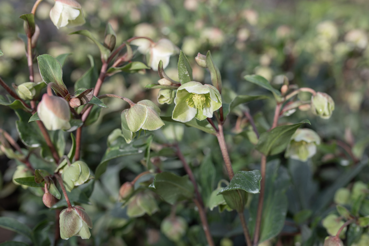 Jouluruusu Magnificent Bells, Loukykvět