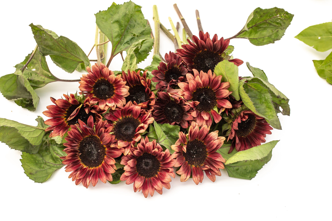 Auringonkukka ProCut Red, Loukykvět