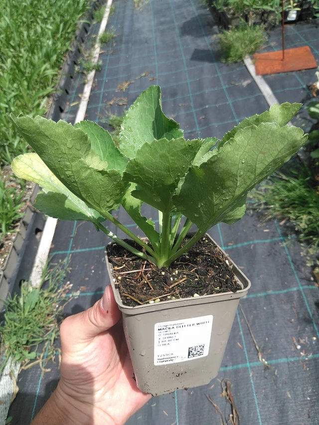 Eringio Glitter White - 24. 6. 2025