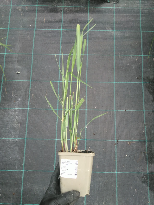 Virginianhirssi Strictum - 10. 7. 2025