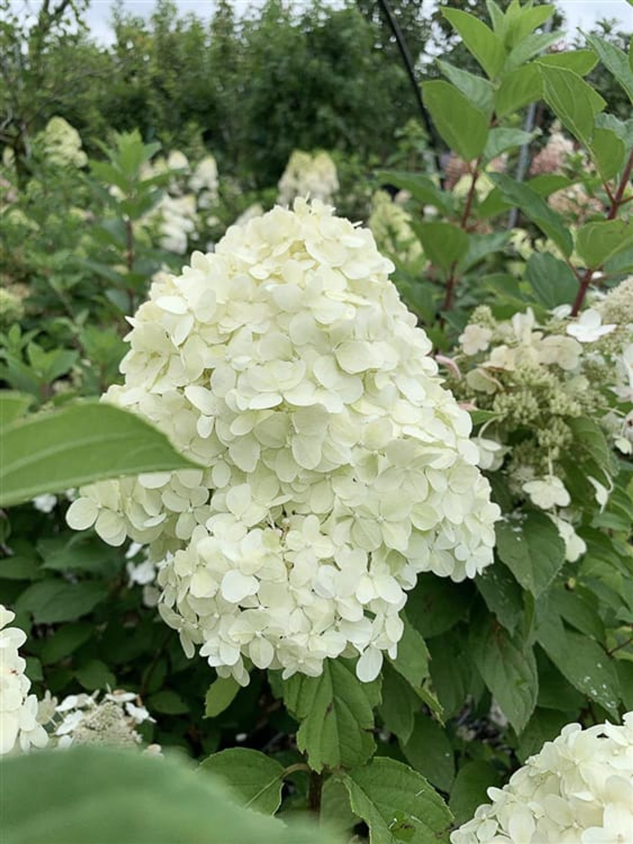Syyshortensia Grandiflora, Loukykvět