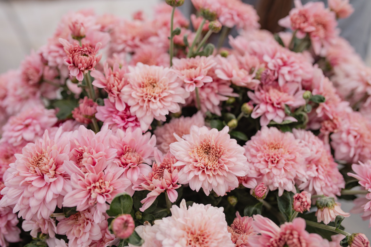 Chryzantema Gompie Pink, Loukykvět