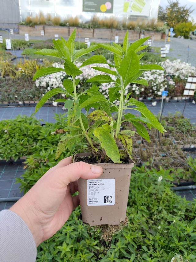 Tädyke Schneeriesin - 9. 10. 2025