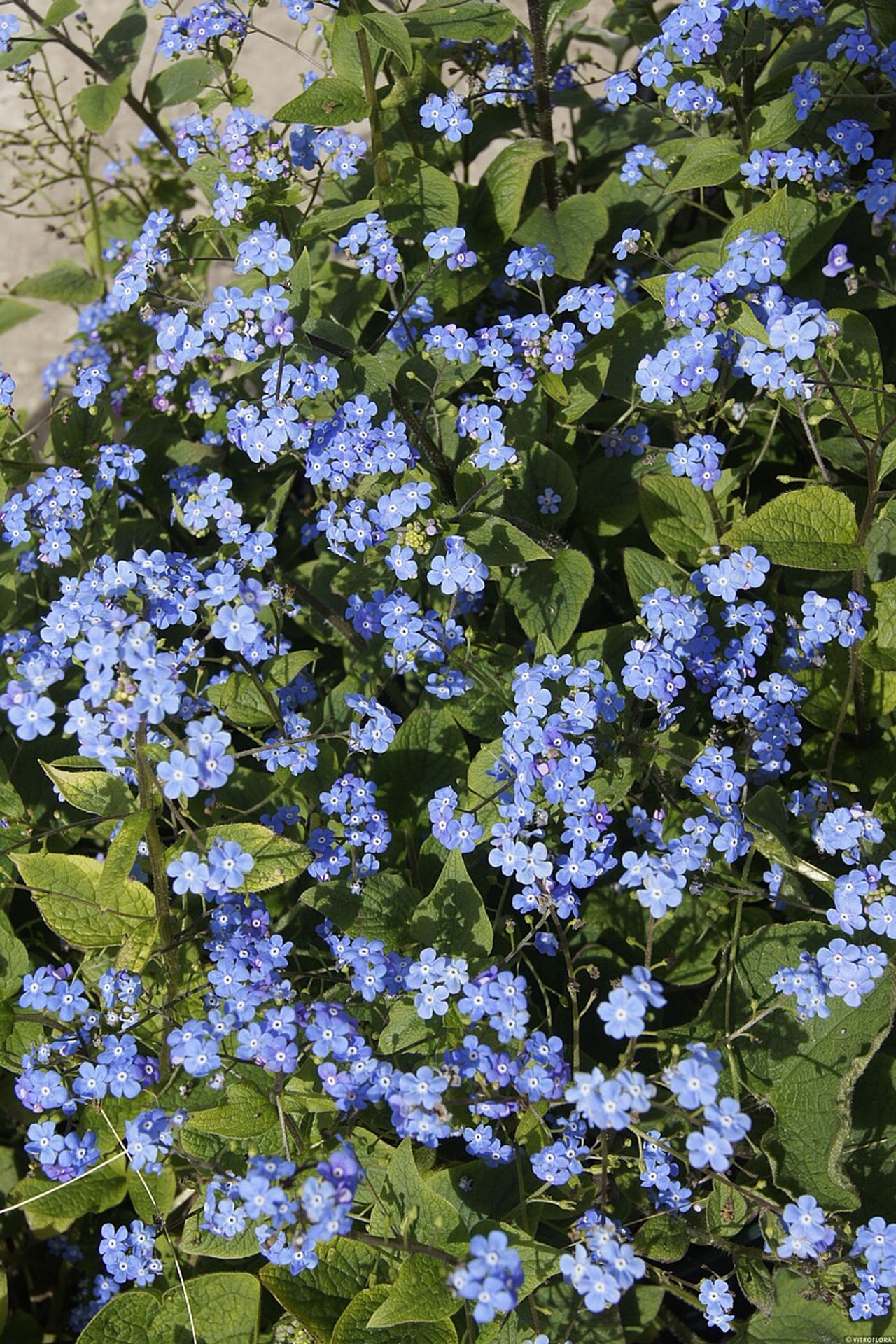 Brunnera macrophylla, Loukykvět