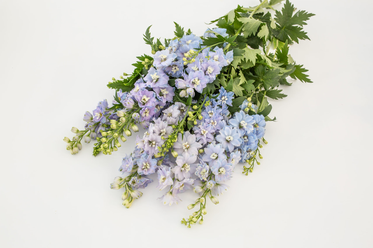 Espuela de caballero Magic Fountains Sky Blue (White Bee), Loukykvět