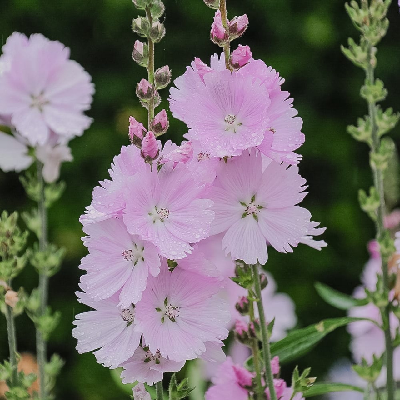Jalomalva Elsie Heugh, Loukykvět