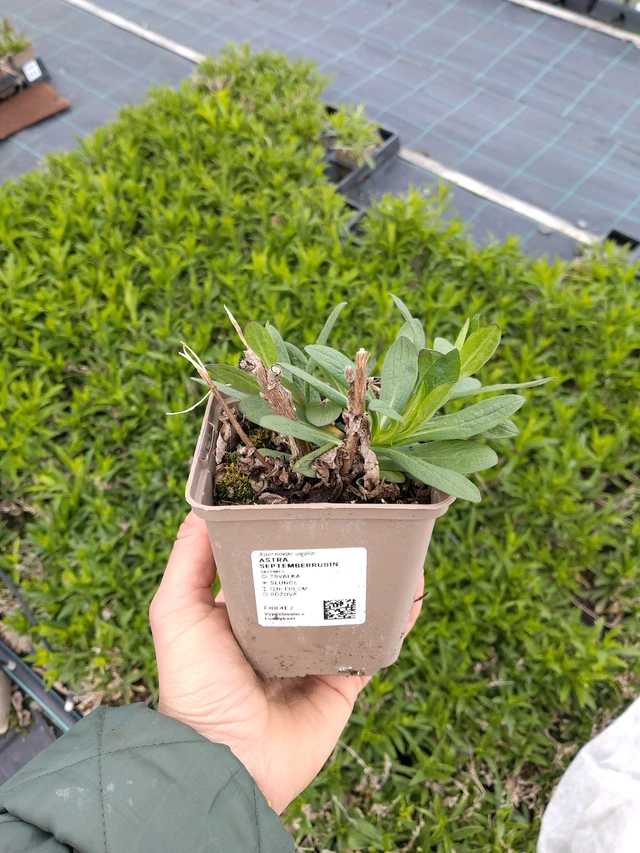 Syysasteri Septemberrubin - 21. 4. 2026