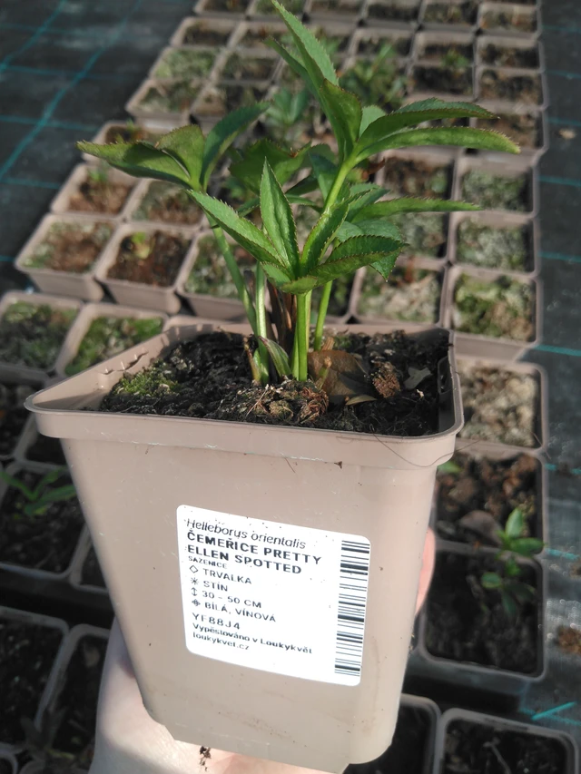 Jouluruusu Pretty Ellen Spotted - 3. 4. 2025