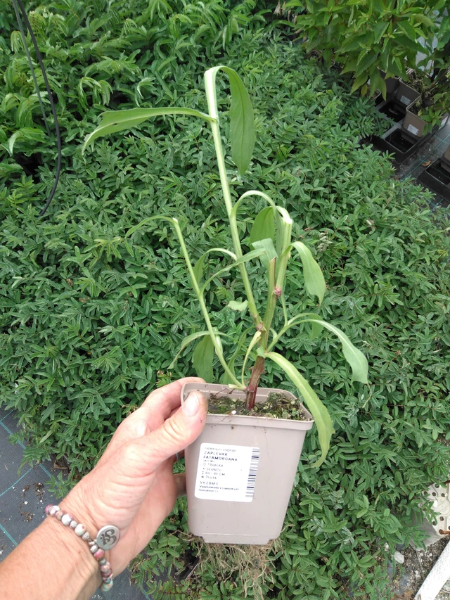 Hohdekukka Fatamorgana - 2024