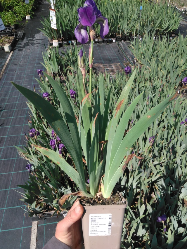 Kurjenmiekka Lovely Again - 13. 5. 2025