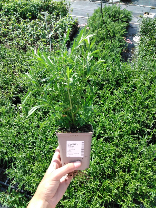 Asteri Pearla - 2024