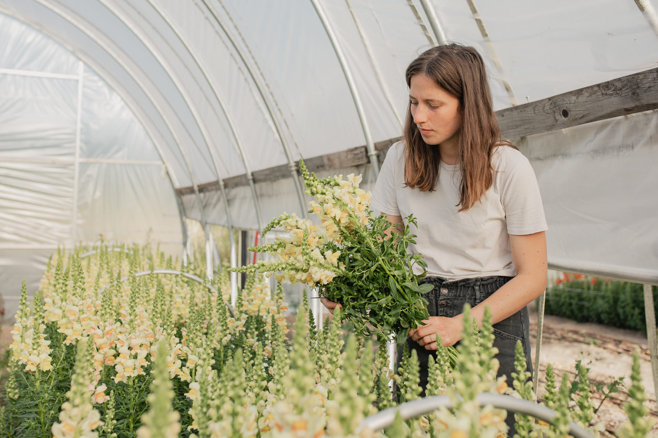 Leijonankita Costa Apricot, Loukykvět