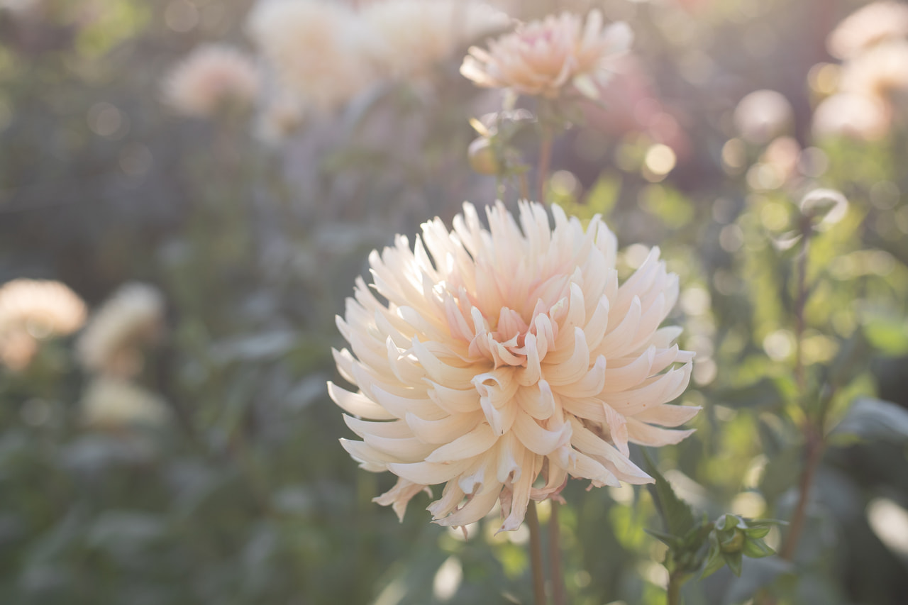 Daalia Preference, Loukykvět