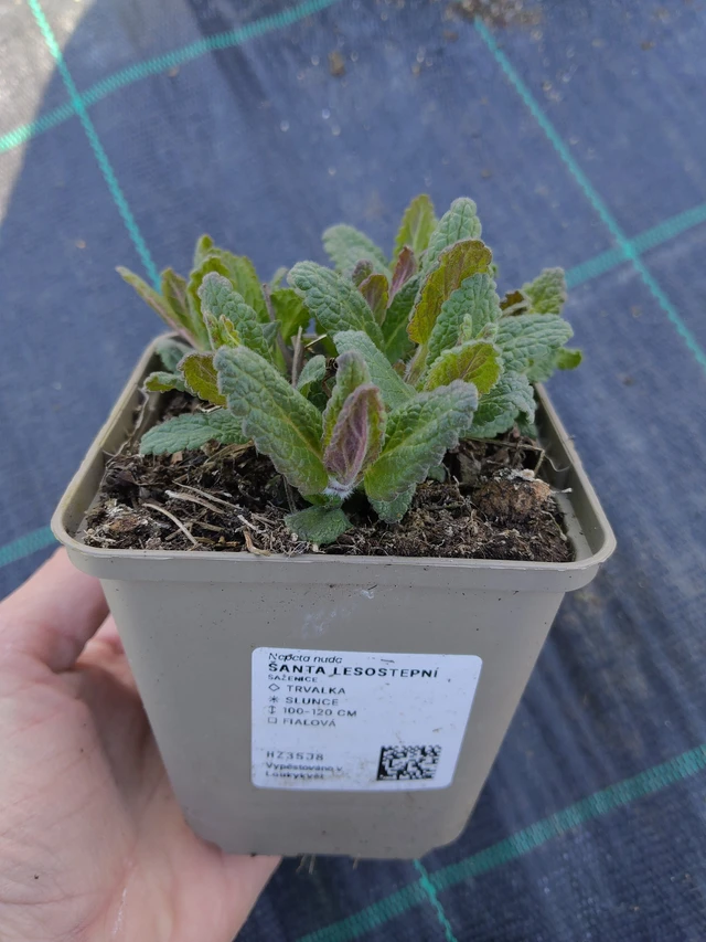 Steppe Catmint - 27. 3. 2026