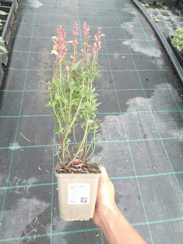 Iiso Mango Tango - 10. 9. 2025