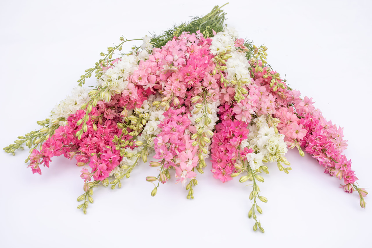 Espuela de caballero Sweetbar Mix, Loukykvět