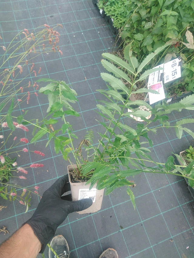 Luppio Purple Tails - 10. 9. 2025